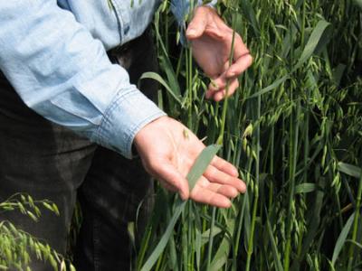 Showing AC Mustang\'s wide leaves