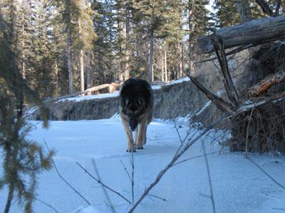 Charm playing Wolf